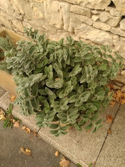 Tradescantia sillamontana