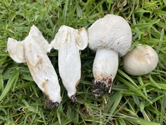Leucoagaricus barssii