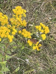 Libytheana carinenta