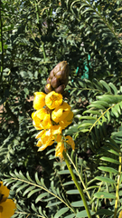 Senna didymobotrya