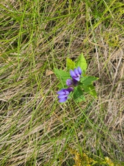 Gentiana puberulenta
