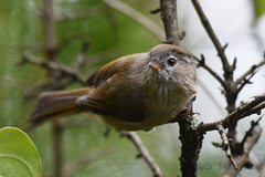 Fulvetta ruficapilla