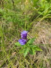 Gentiana puberulenta