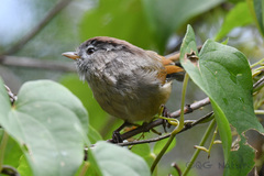 Fulvetta ruficapilla