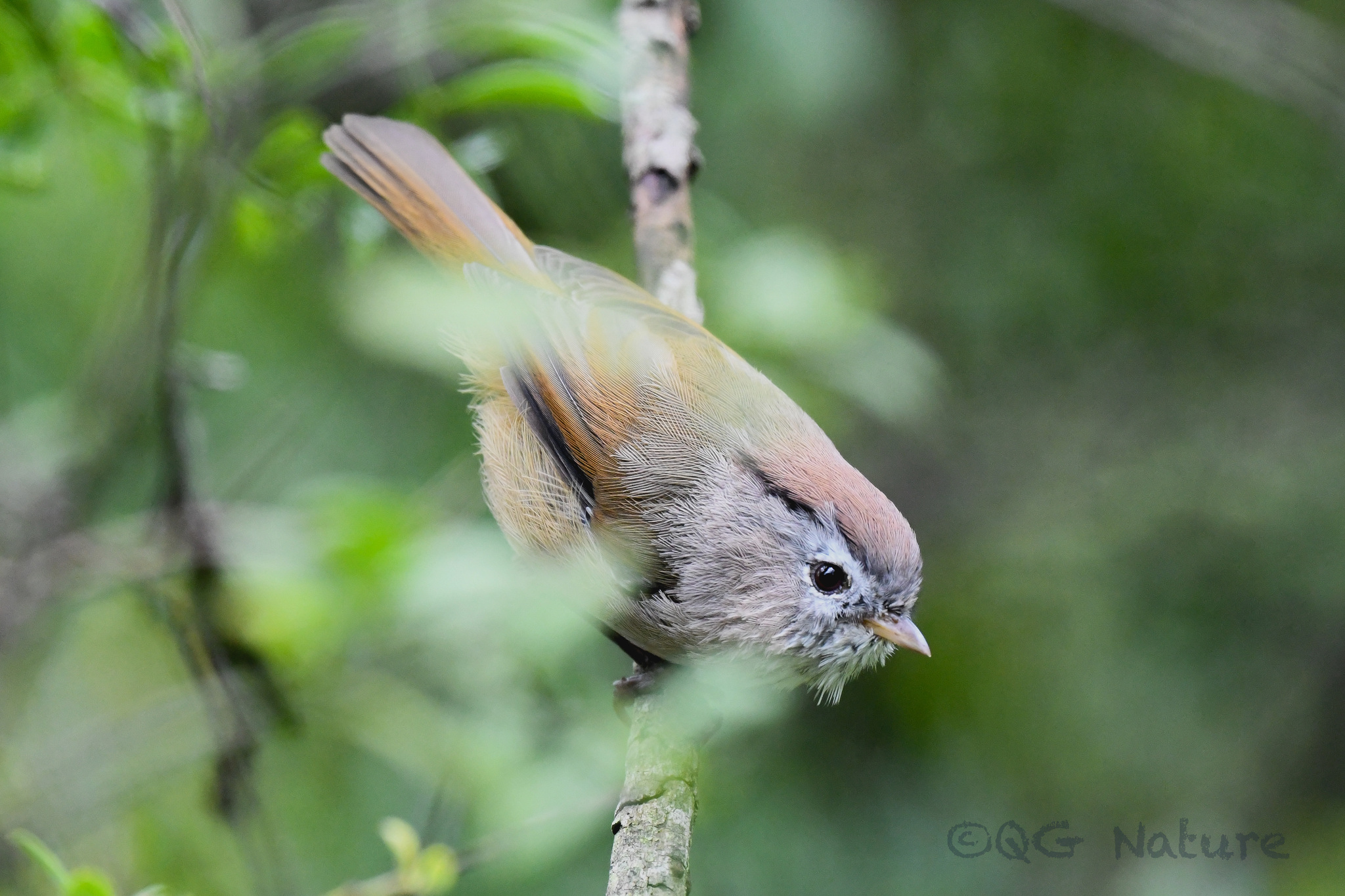 Spectacled Fulvetta