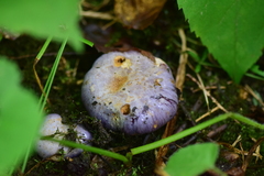 Cortinarius traganus