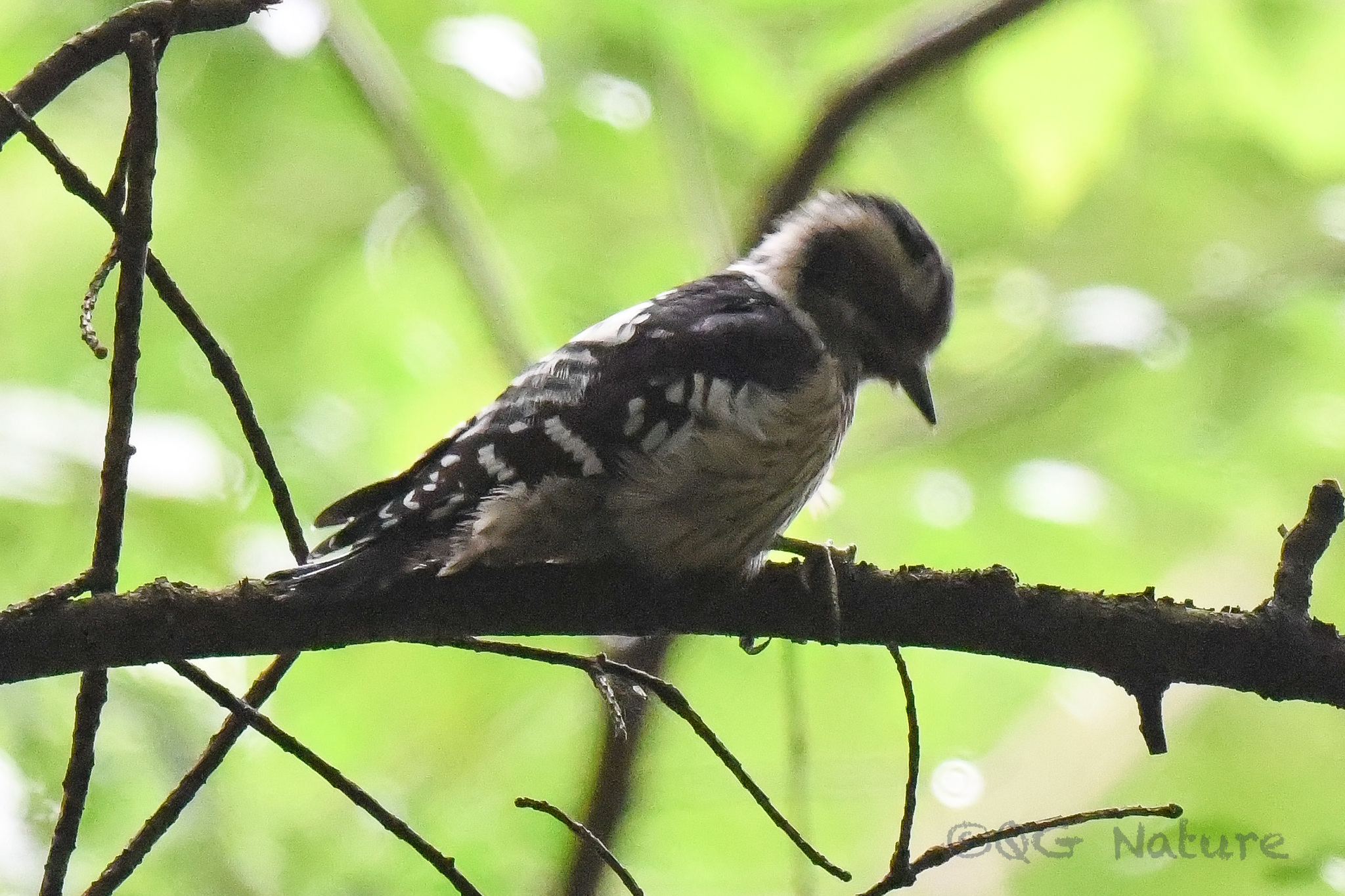 Grey-capped Pygmy Woodpecker