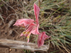 Gladiolus virescens
