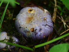Cortinarius traganus