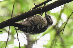 Yungipicus canicapillus