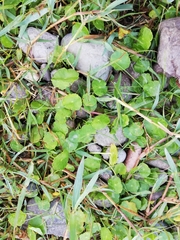 Hydrocotyle verticillata