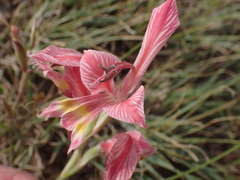 Gladiolus virescens