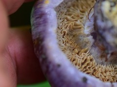 Cortinarius traganus
