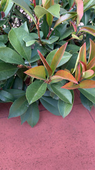 Photinia × fraseri