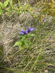 Gentiana puberulenta