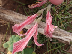 Gladiolus virescens