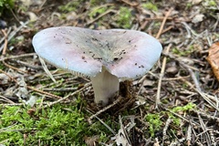 Russula virescens