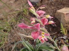 Gladiolus virescens