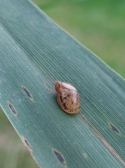 Succinea putris