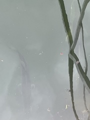 Centropomus undecimalis