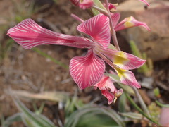 Gladiolus virescens