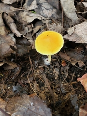Mycena crocea