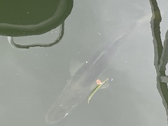 Centropomus undecimalis