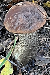 Leccinellum pseudoscabrum