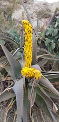 Aloe pseudorubroviolacea