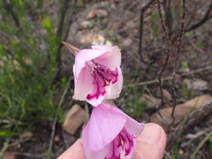 Gladiolus rogersii