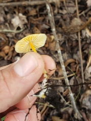Mycena crocea