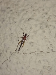 Homoeoxipha lycoides