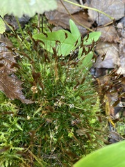 Atrichum angustatum