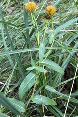 Pentanema britannica