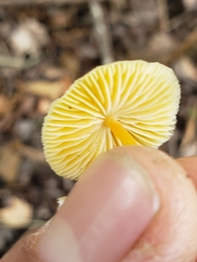 Mycena crocea