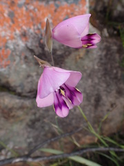 Gladiolus rogersii
