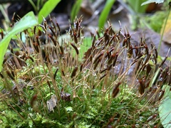 Atrichum angustatum
