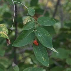 Lonicera