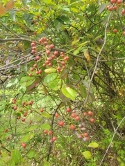 Crataegus crus-galli
