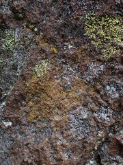Candelariella