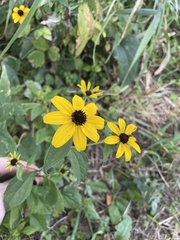 Rudbeckia