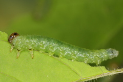 Euura spiraeae