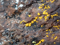 Candelariella