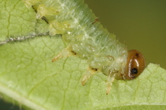 Euura spiraeae