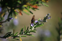 Rhingia campestris