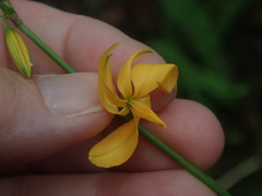 Echeandia reflexa