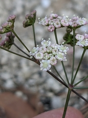 Seseli montanum