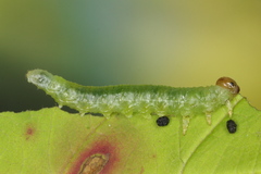 Euura spiraeae
