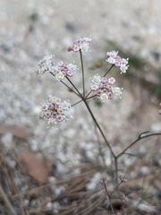 Seseli montanum