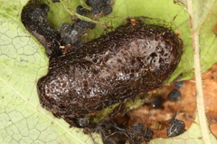 Euura spiraeae